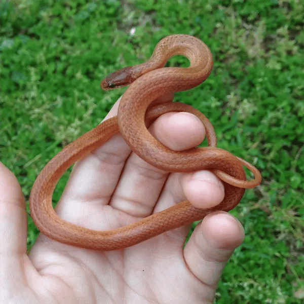 Adult Pine Woods Littersnake