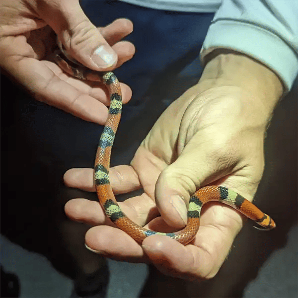 Adult Scarlet Snake