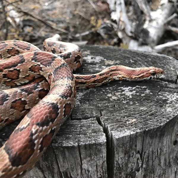 Adult Corn Snake