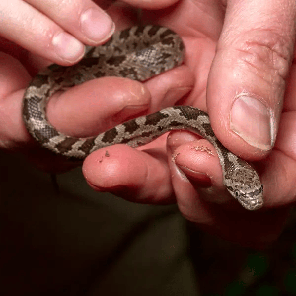 Juvenile Eastern Ratsnake