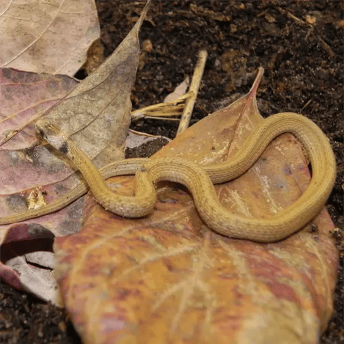Preventing Florida Brownsnakes