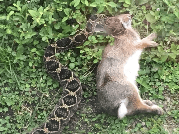 The eastern diamondback rattlesnake feeding The florida cattail such as this is the preferred food for the florida Round-tailed Muskrat