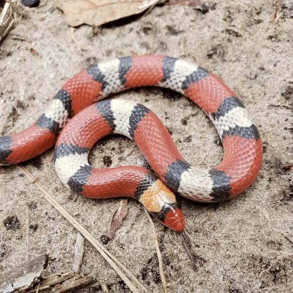Florida Scarlet Snake Florida Scarlet Snake