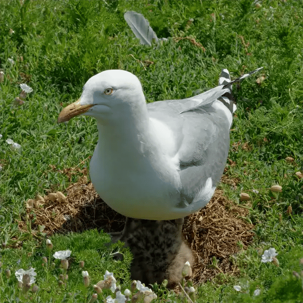 Herring Gull