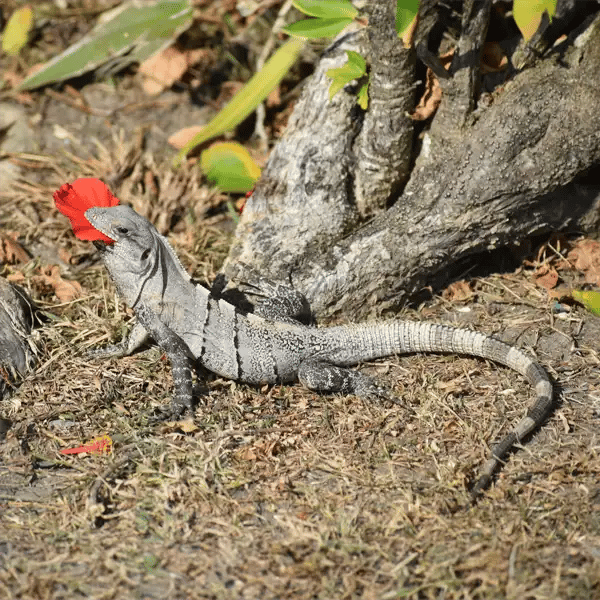 Black Spiny-tailed Iguana Feeding and Diet Black Spiny-tailed Iguana food