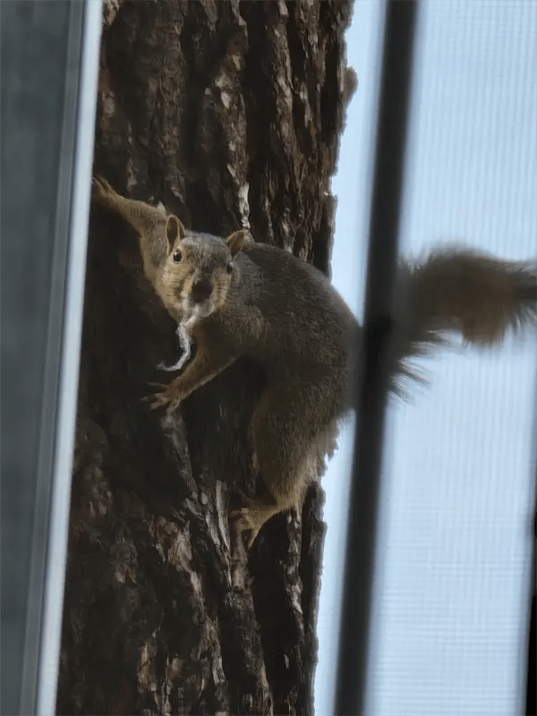 Preventing fox squirrel infestation Preventing fox squirrel infestation
