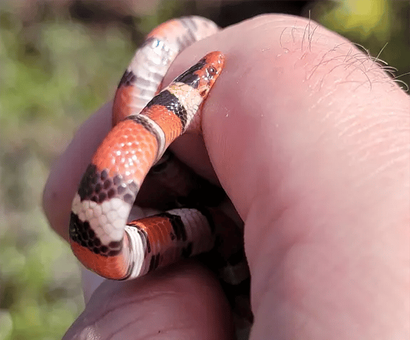 Scarlet Kingsnake Bite The florida cattail such as this is the preferred food for the florida Round-tailed Muskrat