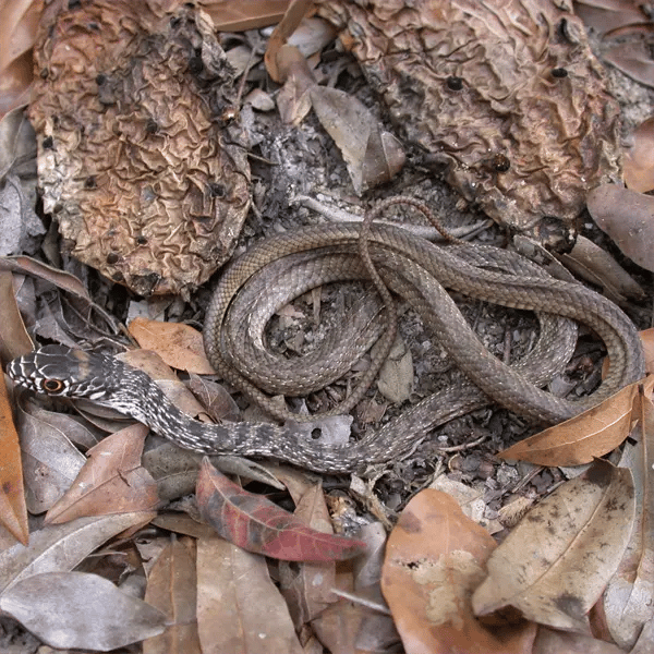 Juvenile Eastern Coachwhip