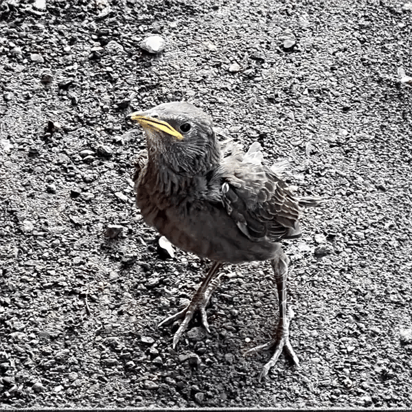 Juvenile Starling