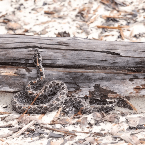 Preventing Dusky Pygmy Rattlesnakes