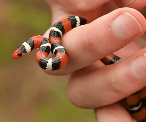 Preventing Scarlet Kingsnakes