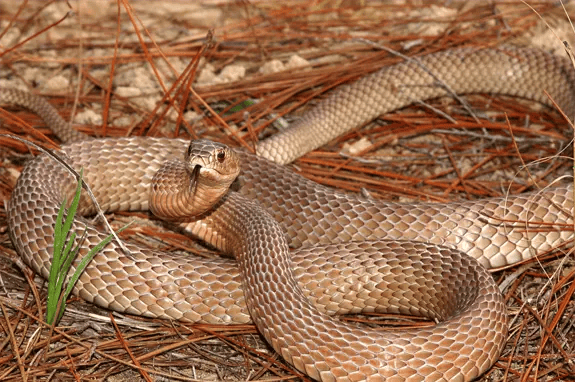 A Eastern Coachwhip A Eastern Coachwhip