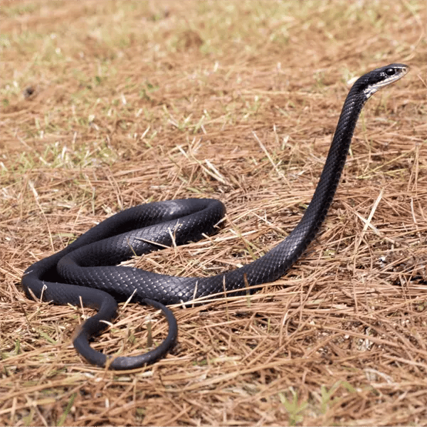 Adult North American Racer