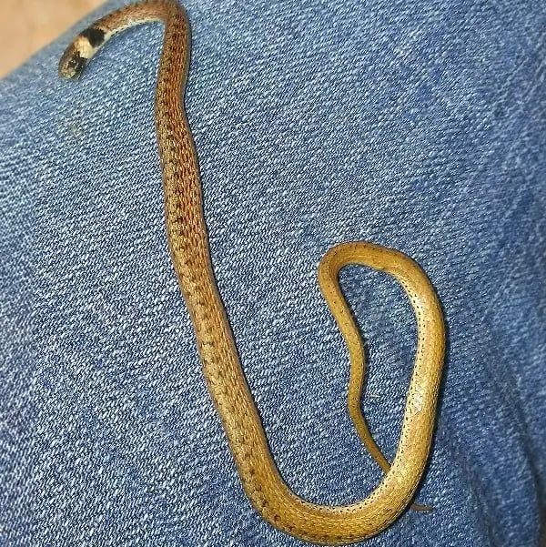 Adult Florida Brownsnake