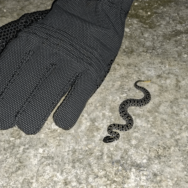 Juvenile Dusky Pygmy Rattlesnake