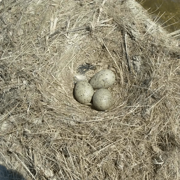 Gull Eggs