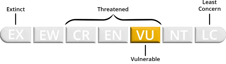 Vulnerable Florida Deer Mouse conservation status - Vulnerable