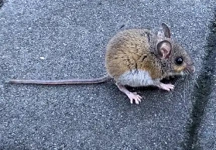 A virginia deer mouse House Mouse Trapping