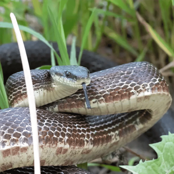 Adult Eastern Ratsnake