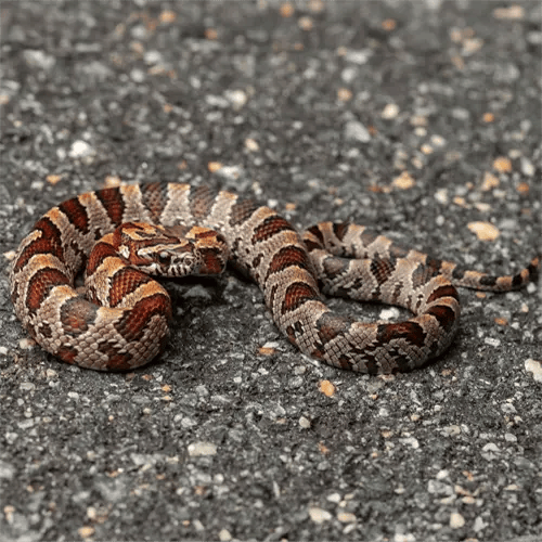 Juvenile Corn Snake