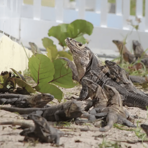 Adult Black Spiny-tailed Iguana