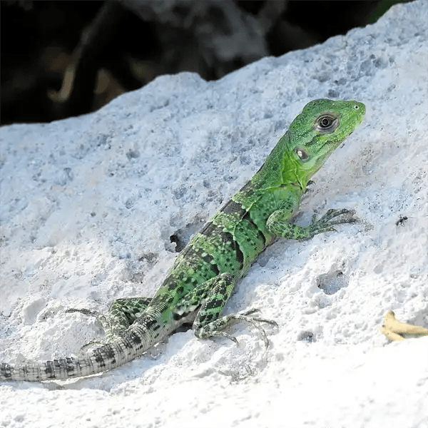 Juvenile Black Spiny-tailed Iguana