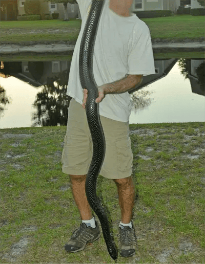 The Eastern Indigo Snake