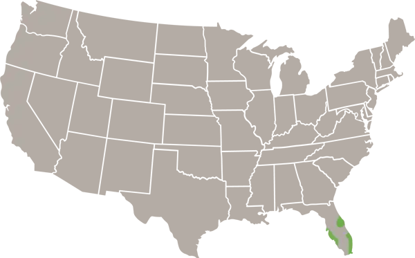 Black Spiny-tailed Iguana USA Range Map