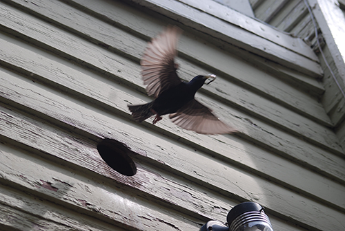Bird Flying out of Vent Bird Control