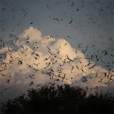 Bat Removal services in Okeechobee