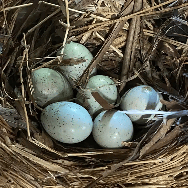 Starling Eggs