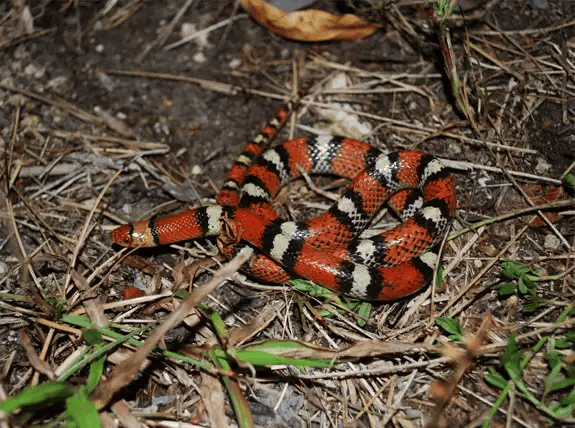 A Scarlet Snake A Scarlet Snake
