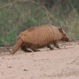 armadillo Armadillo Trapping
