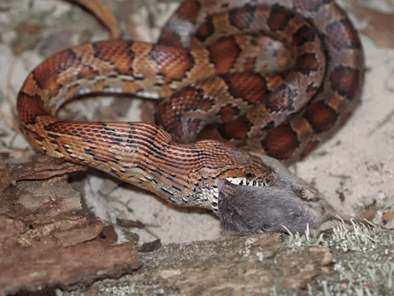 The Corn Snake feeding The florida cattail such as this is the preferred food for the florida Round-tailed Muskrat