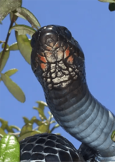 eastern indigo snake dangers