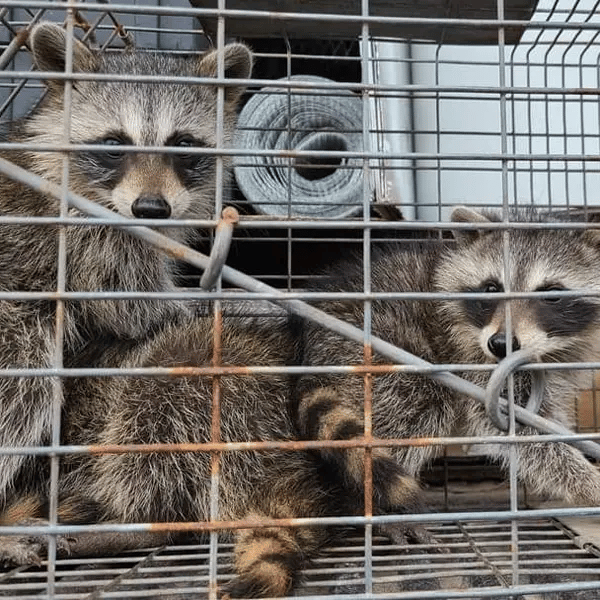 Wildlife Trapping and Removal Okeechobee Wildlife Trapping
