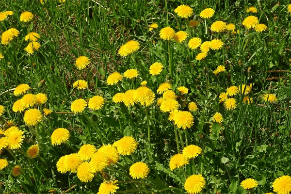 Dandelions The florida dandelions such as this is the preferred food for the florida mouse