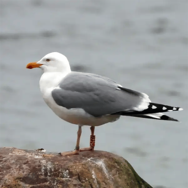 Adult Seagull