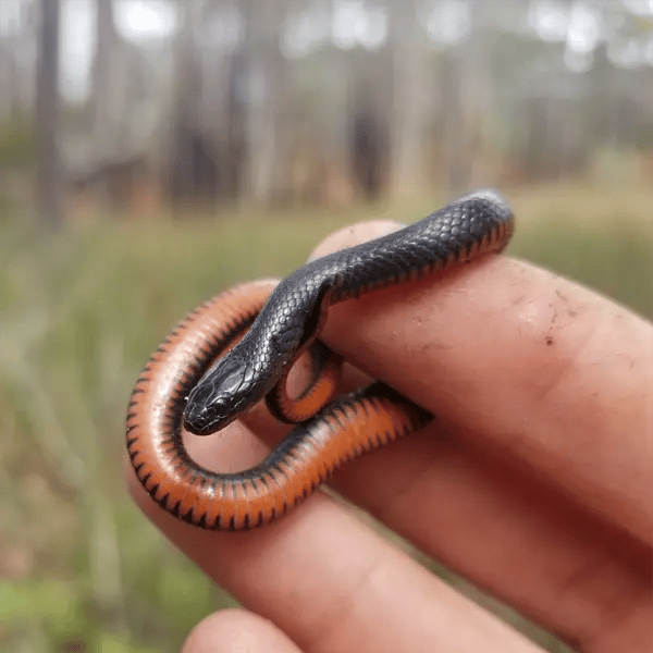 Juvenile Black Swampsnake