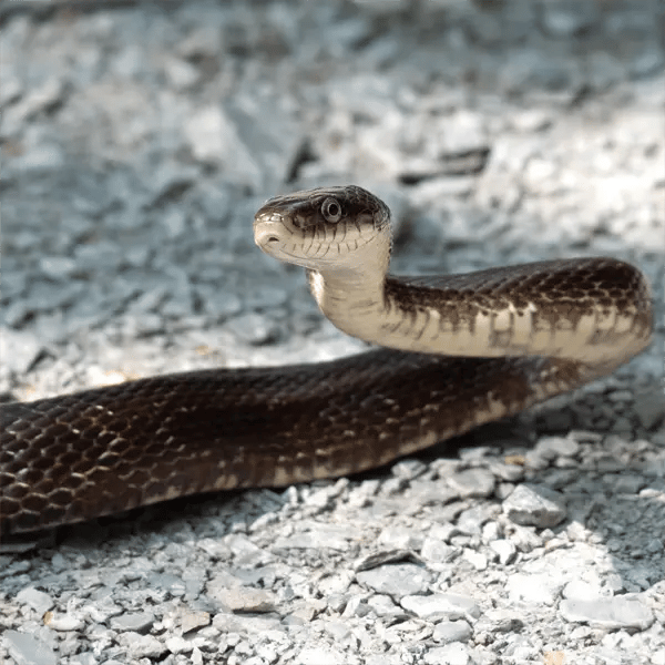 The Eastern Ratsnake