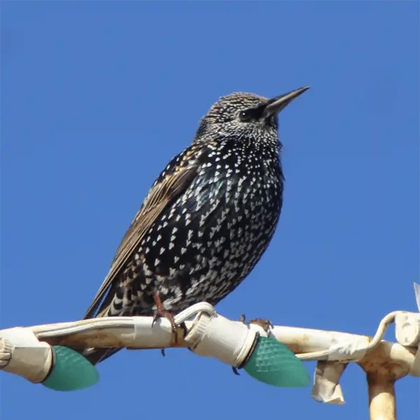 Adult Starling