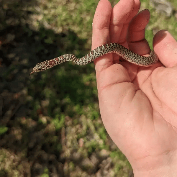 Juvenile North American Racer