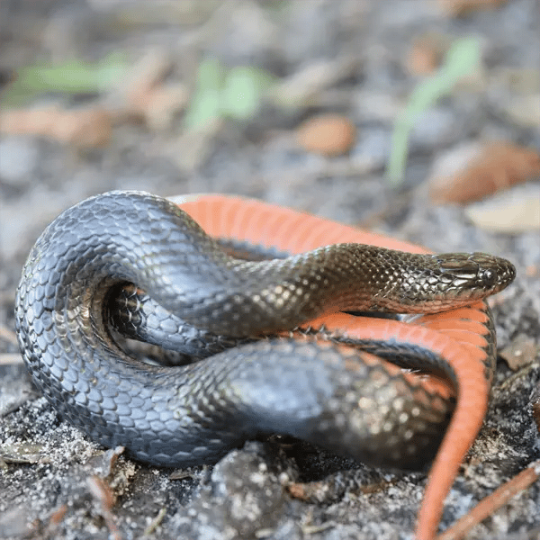 The Black Swampsnake