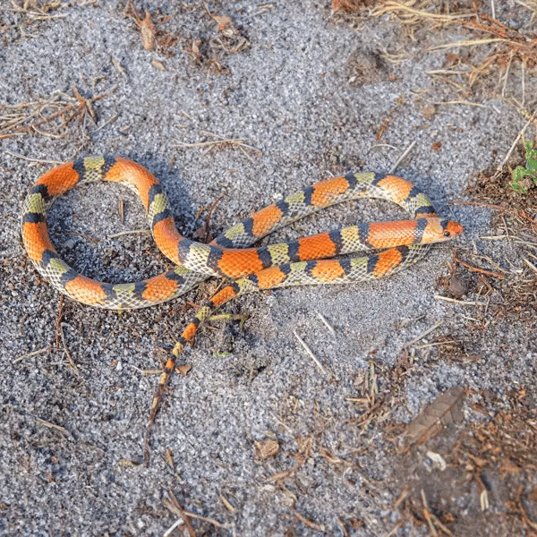 The Scarlet Snake