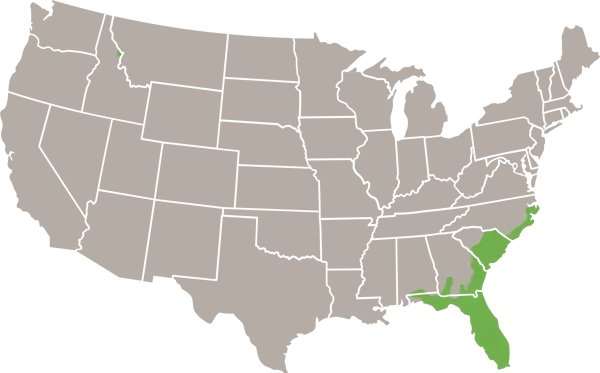 Black Swampsnake usa range map
