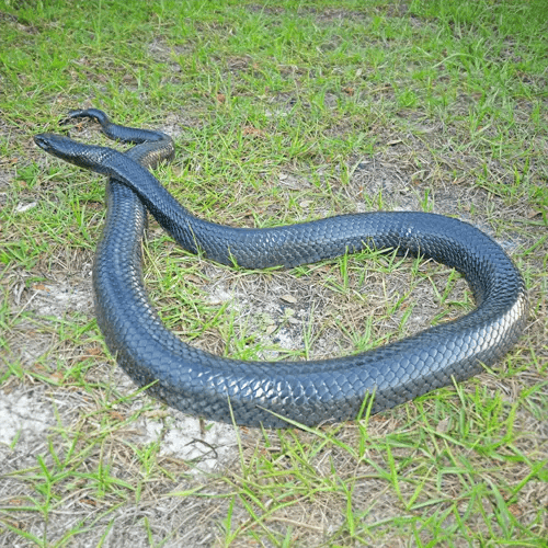 The Eastern Indigo Snake