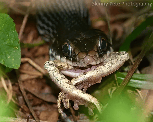 The North American Racer feeding The North American Racer feeding