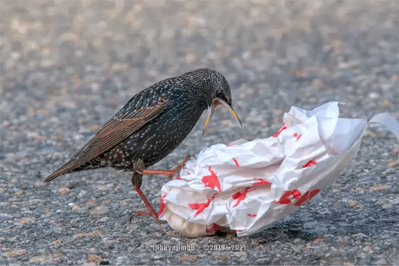 Starling Feeding Starling Feeding on trash