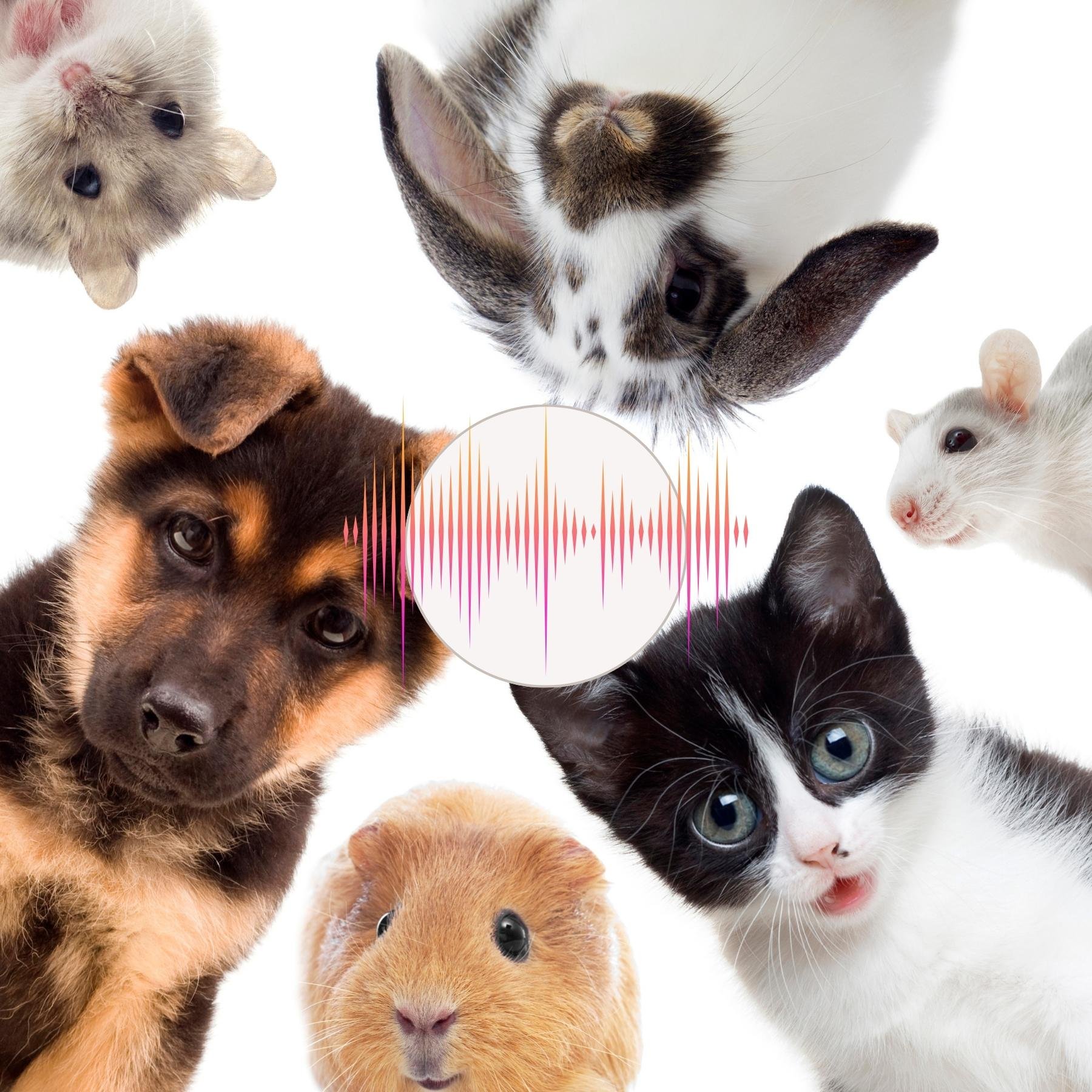 Calming Music For Pets 1 calm sounds for pets