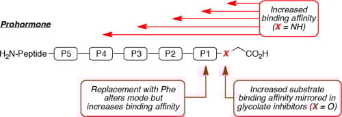 Prohormone-substrate peptide sequence recognition by peptidylglycine α-amidating monooxygenase and its reflection in increased glycolate inhibitor potency — article 1 7BDC405E ACF4 49E0 9D1B EB5E031C3A33